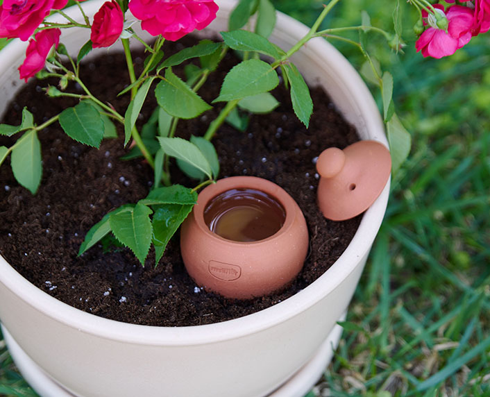 Ollas de riego de terracota para ahorrar agua y fertilizantes 